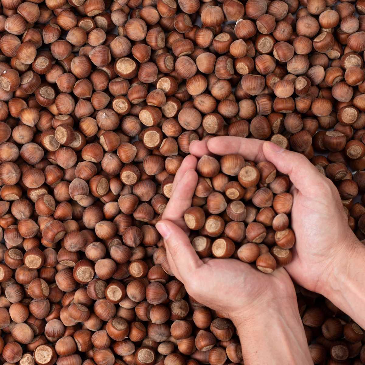 Best Hazelnut Praline And Hazelnut Paste Wholesale 1kg